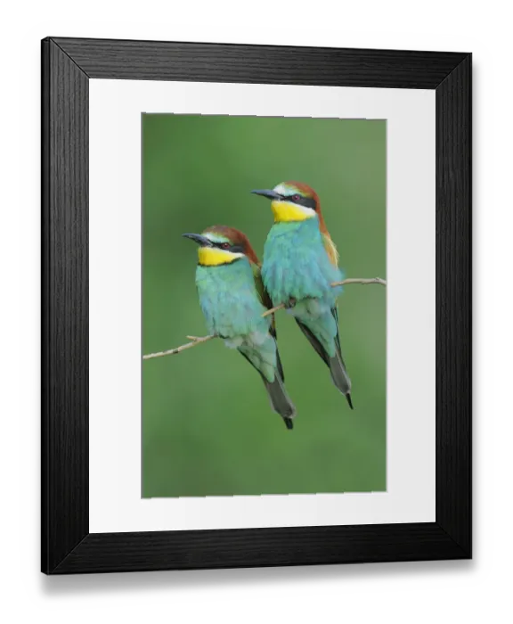 Framed Print : European Bee-eater (Merops apiaster) perched. Hungary, Europe, May Framed Print : European Bee-eater (Merops apiaster) perched. Hungary, Europe, May