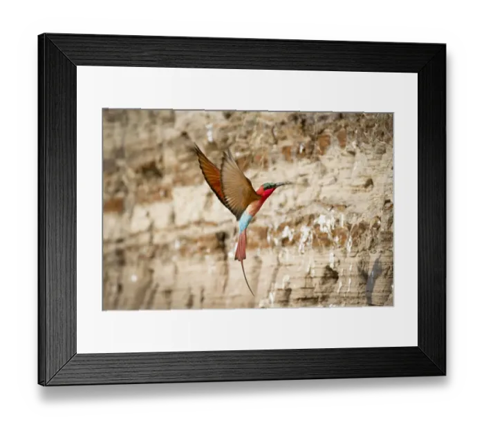Framed Print : Southern Carmine bee-eater (Merops nubicoides) returning to nest hole in river bank Framed Print : Southern Carmine bee-eater (Merops nubicoides) returning to nest hole in river bank