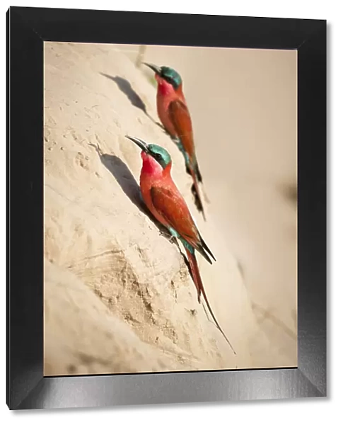 Southern Carmine bee-eaters (Merops nubicoides) near nest holes on the banks of the