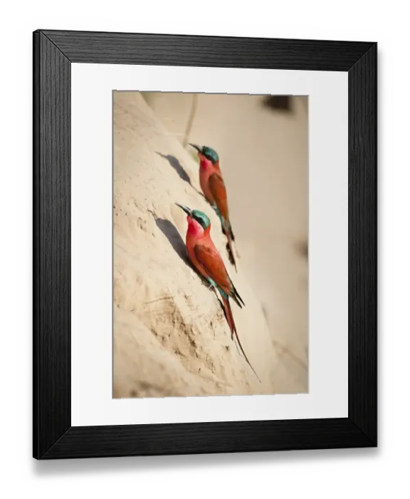 Framed Print : Southern Carmine bee-eaters (Merops nubicoides) near nest holes on the banks of Framed Print : Southern Carmine bee-eaters (Merops nubicoides) near nest holes on the banks of