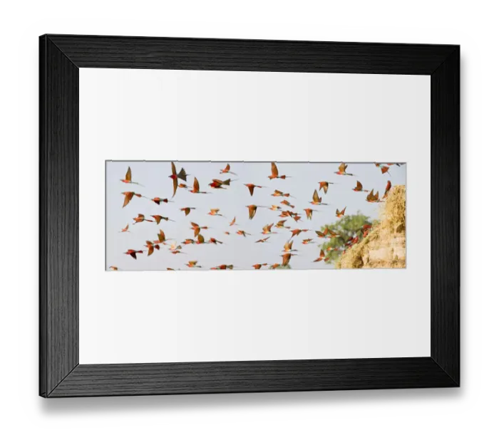 Framed Print : Flock of Southern carmine bee-eaters (Merops nubicoides Framed Print : Flock of Southern carmine bee-eaters (Merops nubicoides