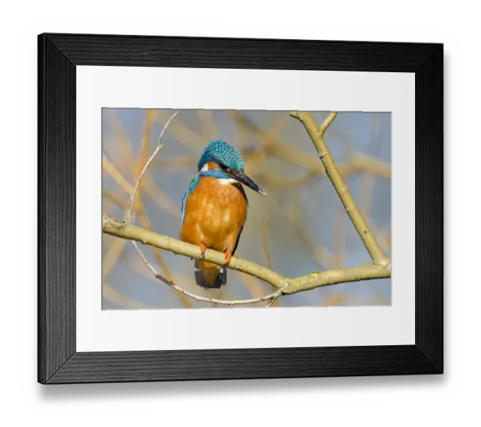 Framed Print : Kingfisher (Alcedo atthis) male perched in tree with mud on beak, Hertfordshire, England Framed Print : Kingfisher (Alcedo atthis) male perched in tree with mud on beak, Hertfordshire, England