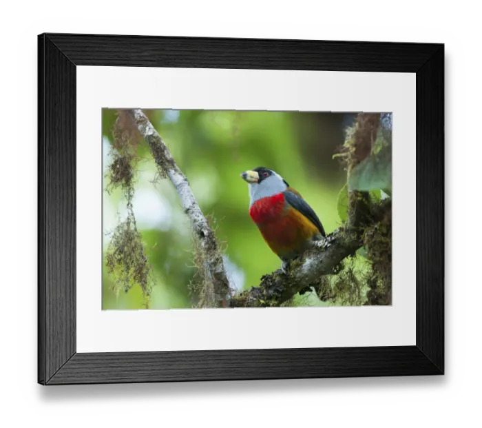 Framed Print : Toucan barbet (Semnornis ramphastinus) Bellavista cloud forest private reserve