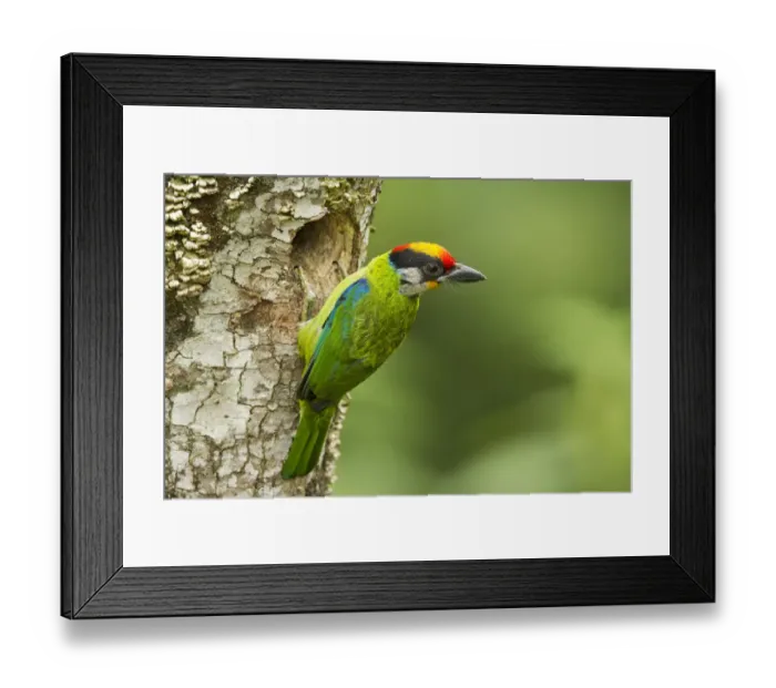 Framed Print : Golden-throated Barbet (Megalaima franklinii) at nest hole in tree stump Framed Print : Golden-throated Barbet (Megalaima franklinii) at nest hole in tree stump
