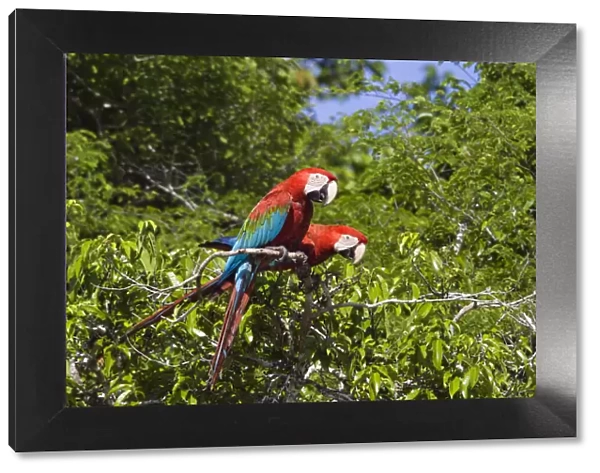 Red-and-green Macaws (Ara chloroptera) in rainforest, Tambopata National Reserve, Peru