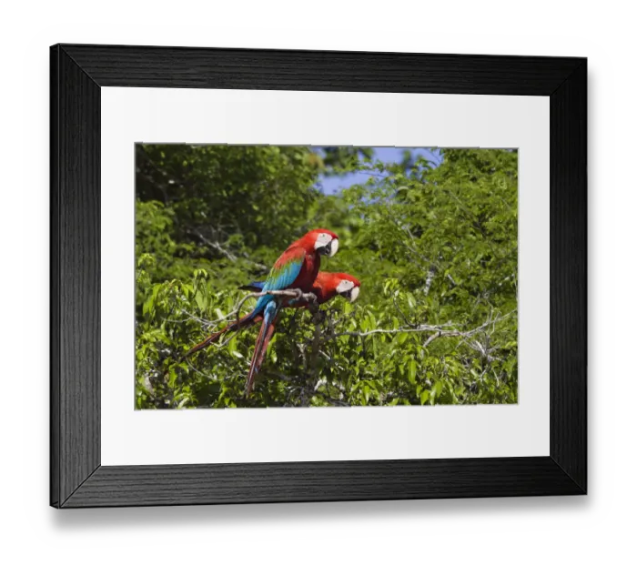 Framed Print : Red-and-green Macaws (Ara chloroptera) in rainforest, Tambopata National Reserve, Peru Framed Print : Red-and-green Macaws (Ara chloroptera) in rainforest, Tambopata National Reserve, Peru