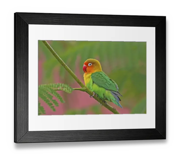 Framed Print : Fischers Lovebird (Agapornis fischeri) perched in tree in lodge garden, Lake Manyara Framed Print : Fischers Lovebird (Agapornis fischeri) perched in tree in lodge garden, Lake Manyara