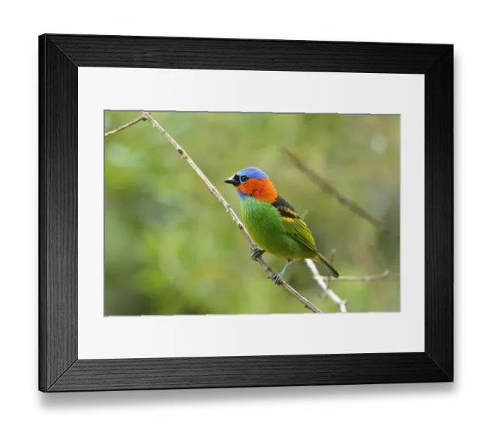 Framed Print : Red-necked tanager (Tangara cyanocephala) perched, Serra Bonita Private Natural Heritage Framed Print : Red-necked tanager (Tangara cyanocephala) perched, Serra Bonita Private Natural Heritage