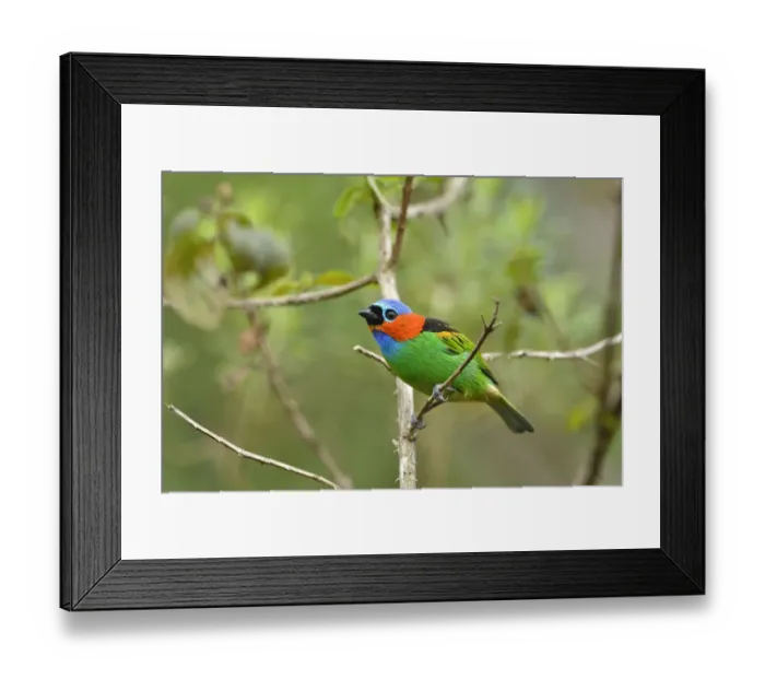 Framed Print : Red-necked tanager (Tangara cyanocephala) perched, Serra Bonita Private Natural Heritage Framed Print : Red-necked tanager (Tangara cyanocephala) perched, Serra Bonita Private Natural Heritage