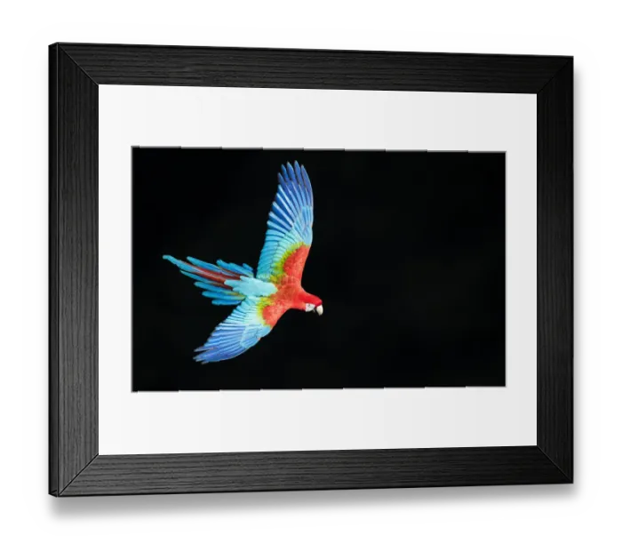 Framed Print : Red-and-green macaw (Ara chloropterus) in flight, Pantanal, Brazil. August Framed Print : Red-and-green macaw (Ara chloropterus) in flight, Pantanal, Brazil. August