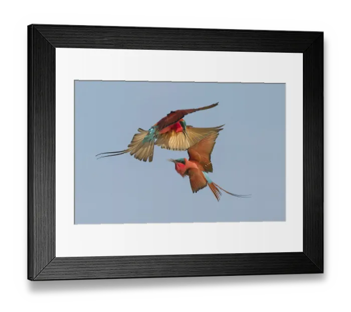 Framed Print : Southern carmine bee-eater (Merops nubicoides) two fighting in flight, Zambezi River Framed Print : Southern carmine bee-eater (Merops nubicoides) two fighting in flight, Zambezi River