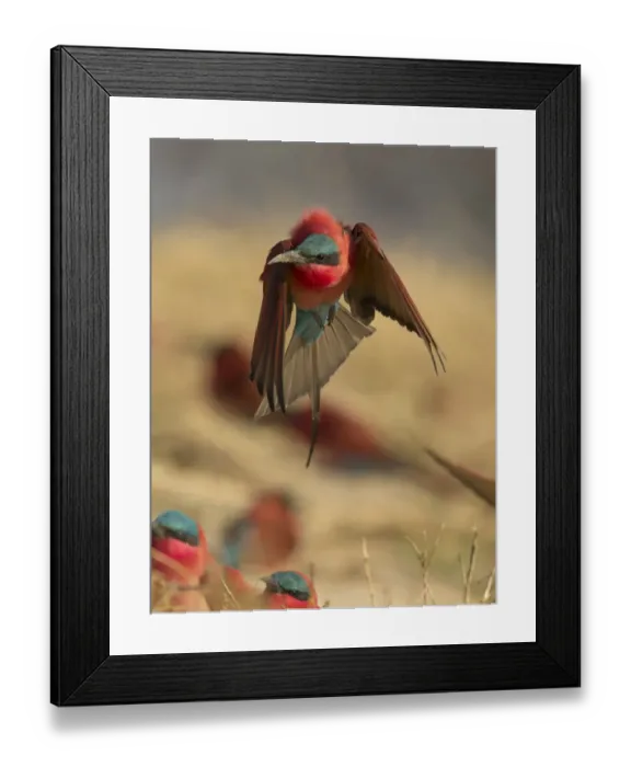 Framed Print : Southern Carmine Bee-Eater (Merops nubicoides) taking off, Zambezi River, Namibia Framed Print : Southern Carmine Bee-Eater (Merops nubicoides) taking off, Zambezi River, Namibia