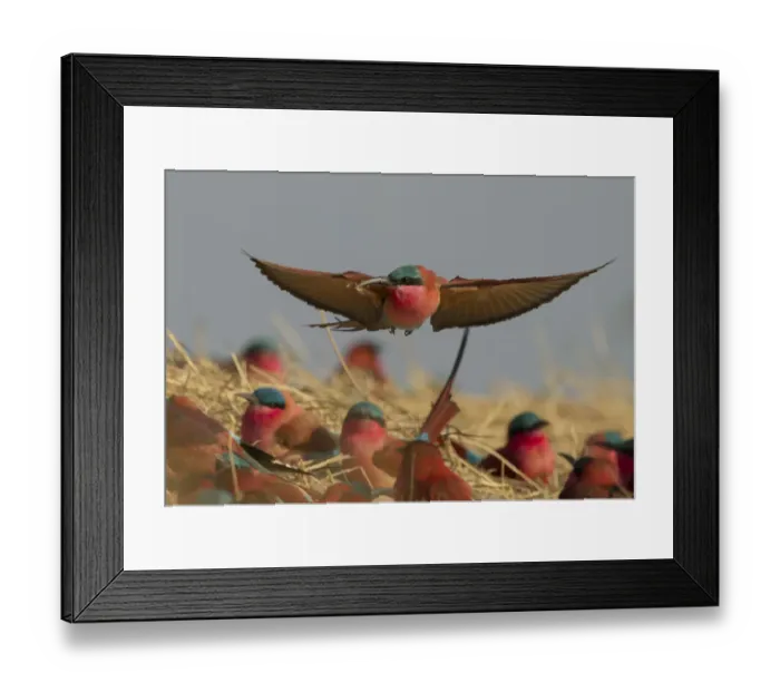 Framed Print : Southern carmine bee-eater (Merops nubicoides) flying over nesting colony on banks of Framed Print : Southern carmine bee-eater (Merops nubicoides) flying over nesting colony on banks of