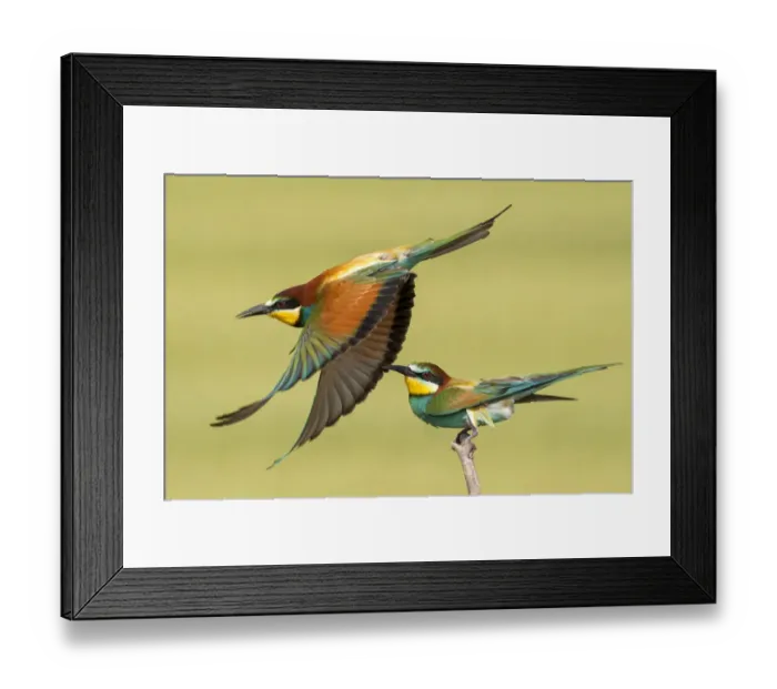 Framed Print : European bee eaters (Merops apiaster) one taking off another perched