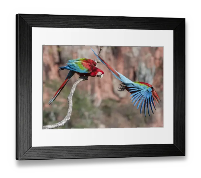 Framed Print : RF - Red-and-green macaws (Ara chloropterus) two with one taking off Framed Print : RF - Red-and-green macaws (Ara chloropterus) two with one taking off