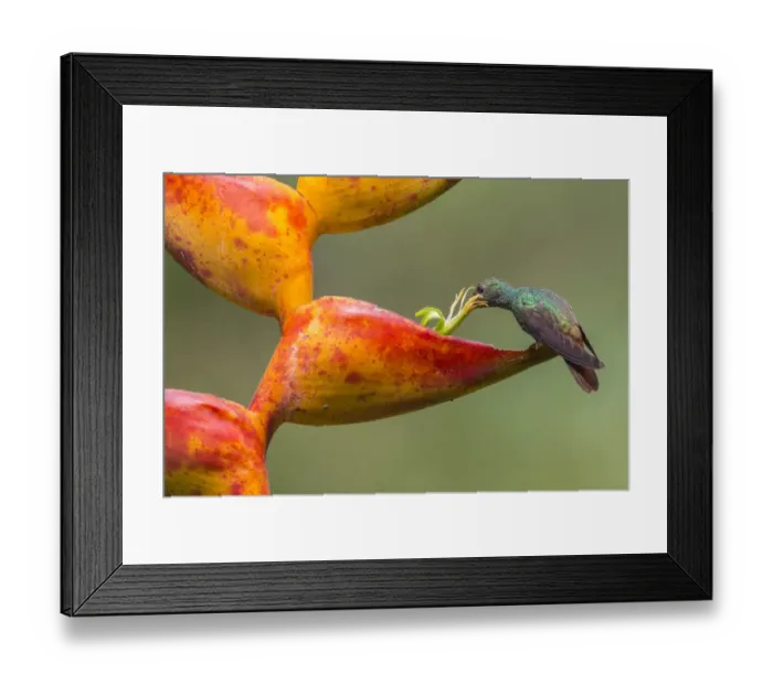 Framed Print : Rufous-tailed hummingbird (Amazilia tzacatl) feeding from Heliconia flower Framed Print : Rufous-tailed hummingbird (Amazilia tzacatl) feeding from Heliconia flower