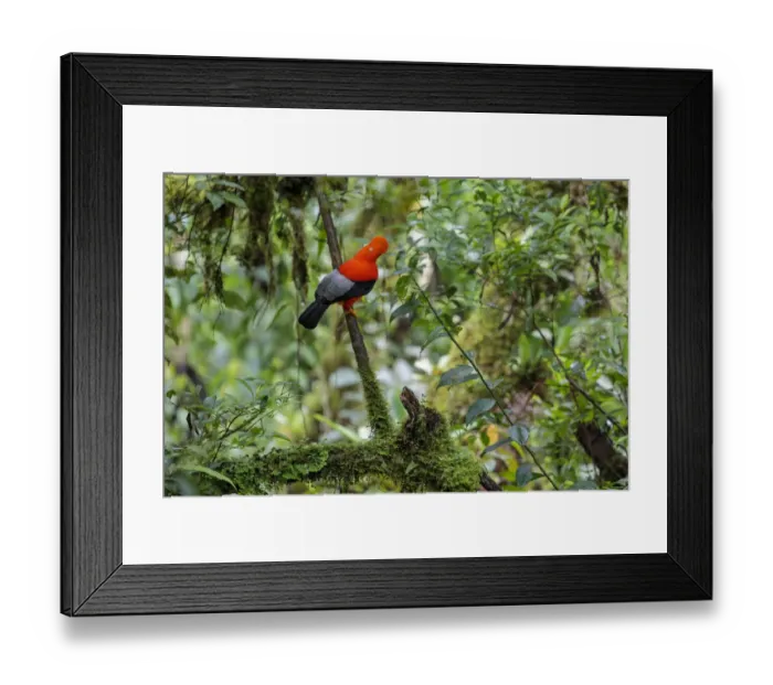 Framed Print : Andean Cock-of-the-rock male (Rupicola peruvianus) at lek in cloud forest canopy Framed Print : Andean Cock-of-the-rock male (Rupicola peruvianus) at lek in cloud forest canopy