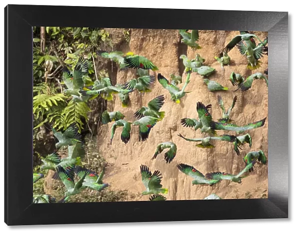 Mealy Parrots (Amazona farinosa) feeding at the wall of a clay lick
