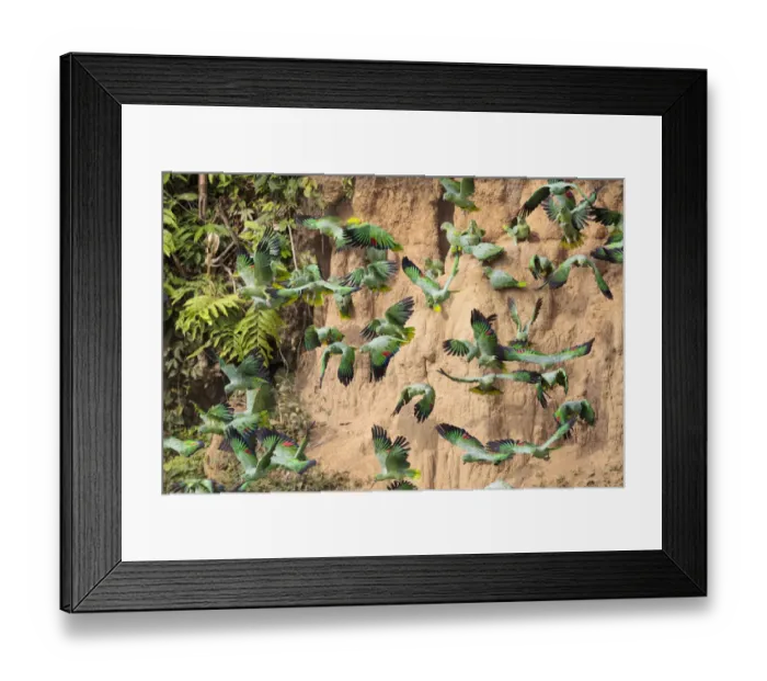 Framed Print : Mealy Parrots (Amazona farinosa) feeding at the wall of a clay lick Framed Print : Mealy Parrots (Amazona farinosa) feeding at the wall of a clay lick