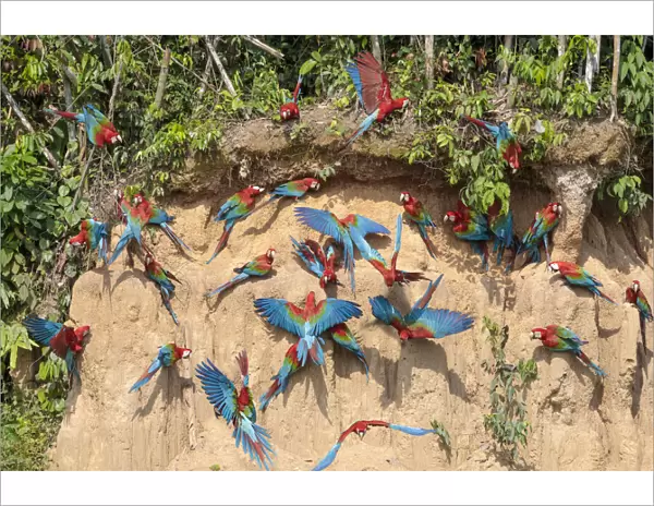 Red-and-Green Macaws (Ara chloropterus), feeding at the wall of a riverside clay lick