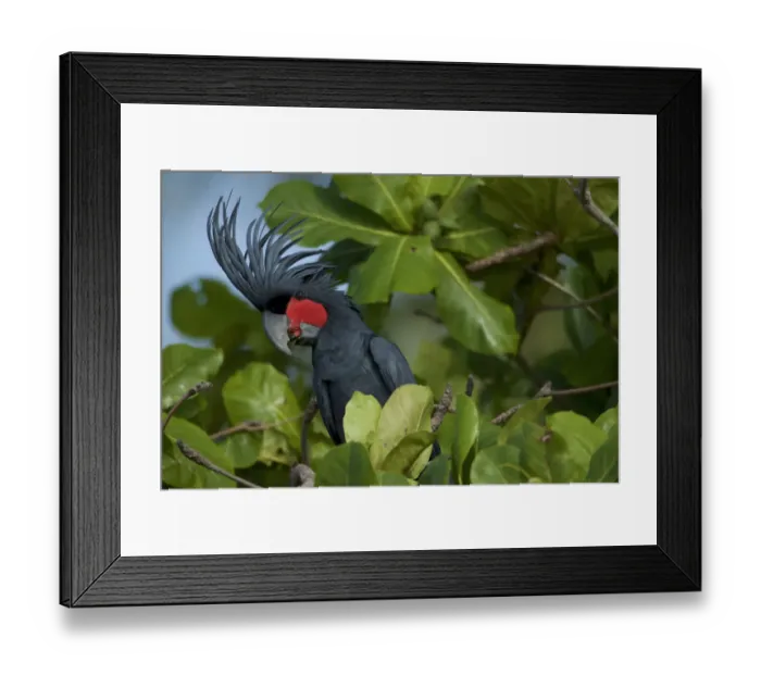 Framed Print : Palm Cockatoo (Probosciger aterrimus) feeding on Beach Almond (Terminalia catappa Framed Print : Palm Cockatoo (Probosciger aterrimus) feeding on Beach Almond (Terminalia catappa