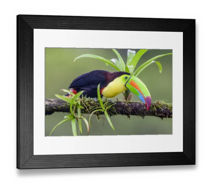 Framed Print : Keel-billed toucan (Ramphastos sulfuratus) perched on branch amongst epiphytes Framed Print : Keel-billed toucan (Ramphastos sulfuratus) perched on branch amongst epiphytes