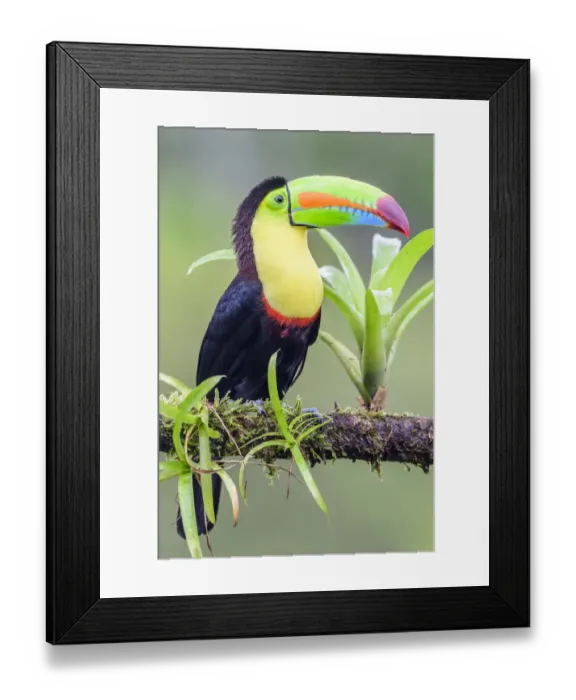 Framed Print : RF - Keel-billed toucan (Ramphastos sulfuratus) perched on branch. Boca Tapada, Costa Rica. (This image may be licensed either as rights managed or royalty free. ) Framed Print : RF - Keel-billed toucan (Ramphastos sulfuratus) perched on branch. Boca Tapada, Costa Rica. (This image may be licensed either as rights managed or royalty free. )