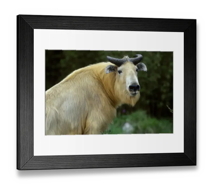 Framed Print : Takin male portrait {Budorcas taxicolor} Mt Qinling, Shaanxi, China Framed Print : Takin male portrait {Budorcas taxicolor} Mt Qinling, Shaanxi, China