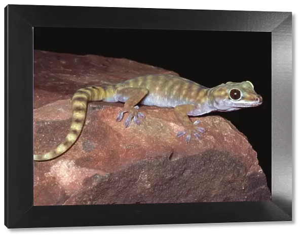 Gravid female Giant cave gecko {Pseudothecadactylus lindneri lindneri} NT, Australia