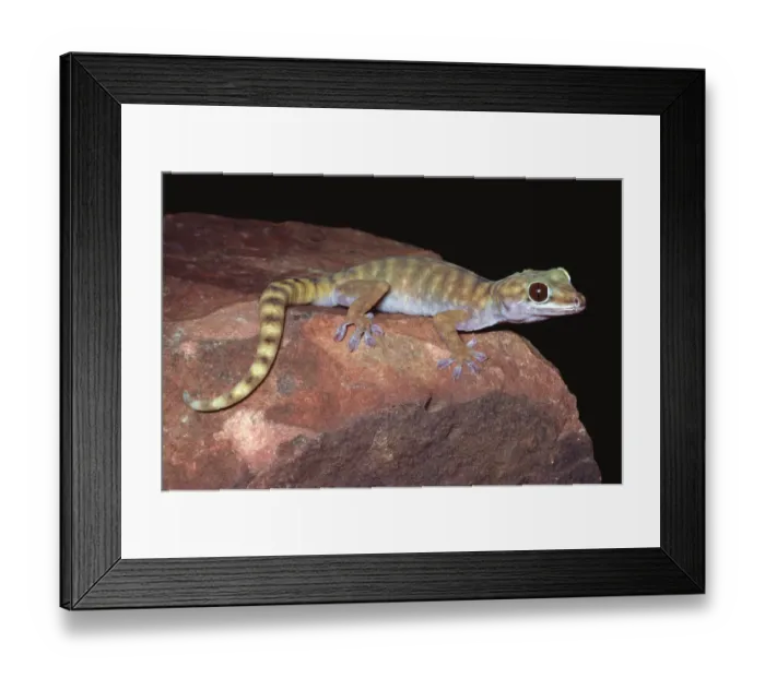 Framed Print : Gravid female Giant cave gecko {Pseudothecadactylus lindneri lindneri} NT, Australia Framed Print : Gravid female Giant cave gecko {Pseudothecadactylus lindneri lindneri} NT, Australia
