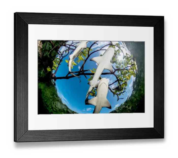 Framed Print : Lemon shark pups (Negaprion brevirostris) in mangrove forest, Eleuthera, Bahamas