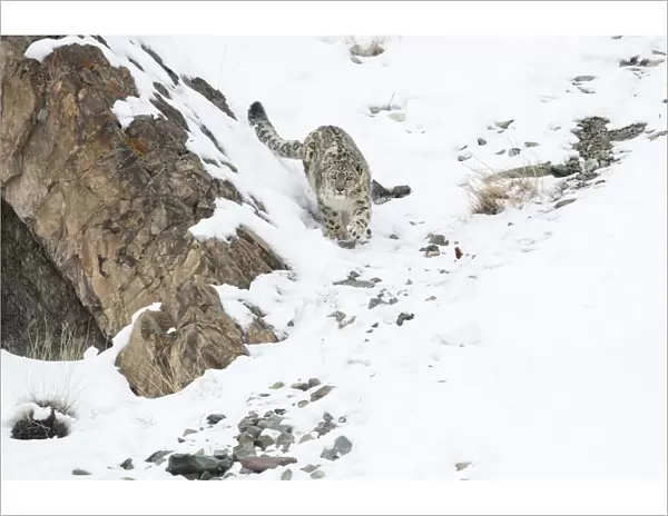 Snow leopard (Panthera uncia) female in snow, Hemis National Park, Ladakh, India