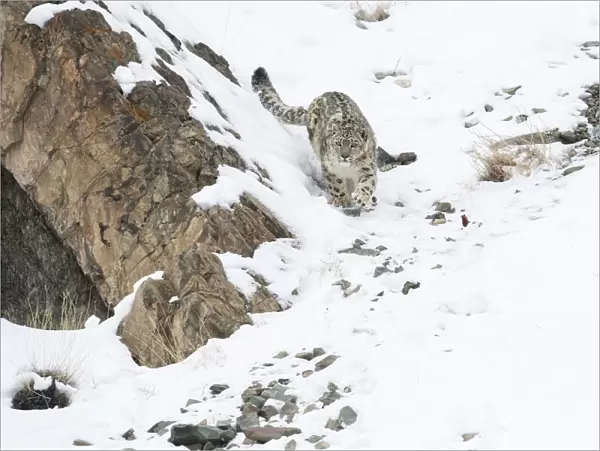 Snow leopard (Panthera uncia) female in snow, Hemis National Park, Ladakh, India