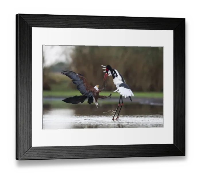 Framed Print : African fish eagle (Haliaeetus vocifer) attacking a female Saddle-billed Stork Framed Print : African fish eagle (Haliaeetus vocifer) attacking a female Saddle-billed Stork