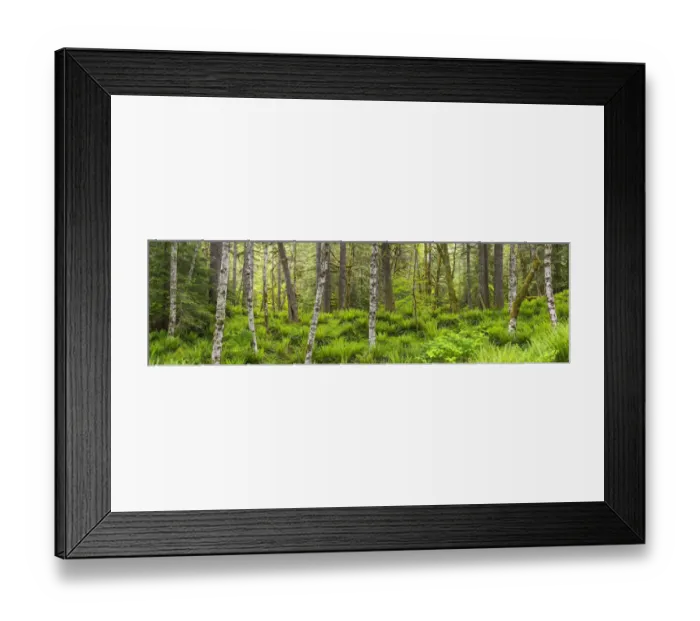Framed Print : Forest with lush vegetation Portland, Oregon, USA. April Framed Print : Forest with lush vegetation Portland, Oregon, USA. April