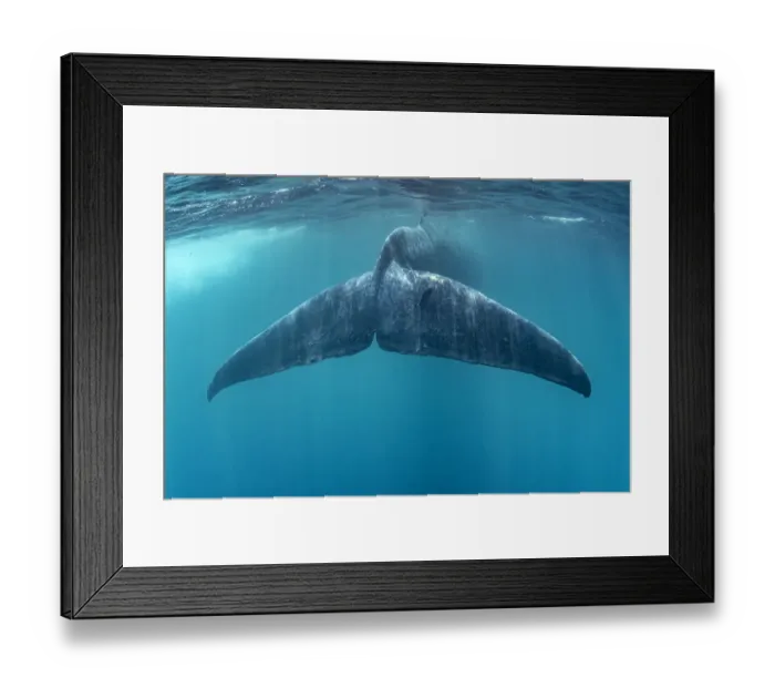 Framed Print : Tail of Blue whale (Balaenoptera musculus brevicauda). This may be the pygmy sub-species Framed Print : Tail of Blue whale (Balaenoptera musculus brevicauda). This may be the pygmy sub-species