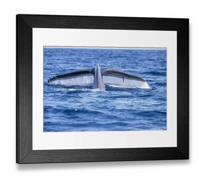 Framed Print : Tail of Blue whale diving (Balaenoptera musculus brevicauda Framed Print : Tail of Blue whale diving (Balaenoptera musculus brevicauda