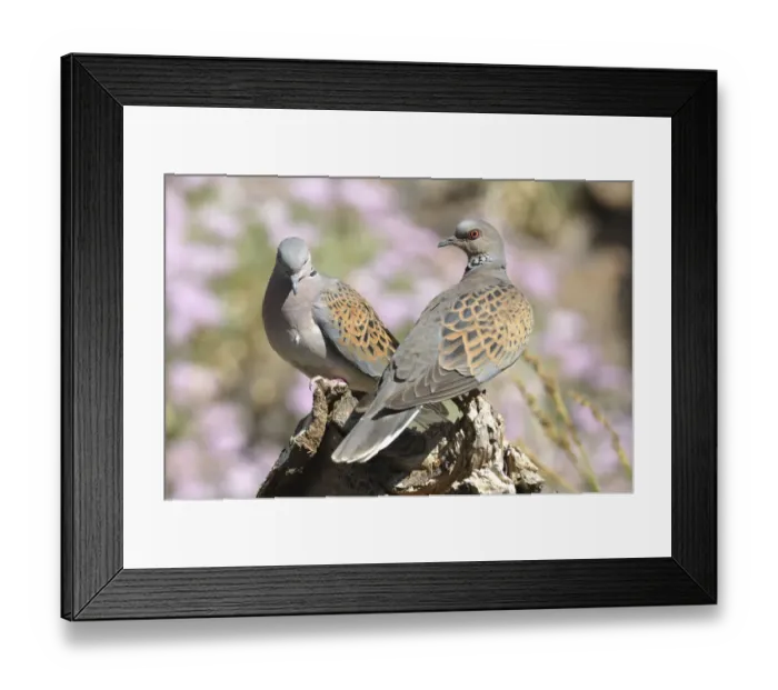 Framed Print : Turtle dove (Streptopelia turtur) pair, Teide National Park, Tenerife, Canary Islands Framed Print : Turtle dove (Streptopelia turtur) pair, Teide National Park, Tenerife, Canary Islands