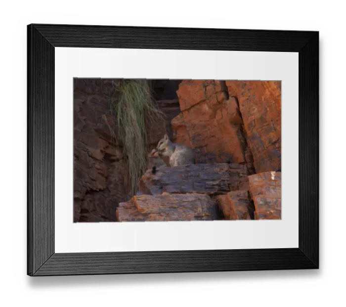 Framed Print : Short eared rock wallaby with offspring (Petrogale brachyotis brachotis), Ord River