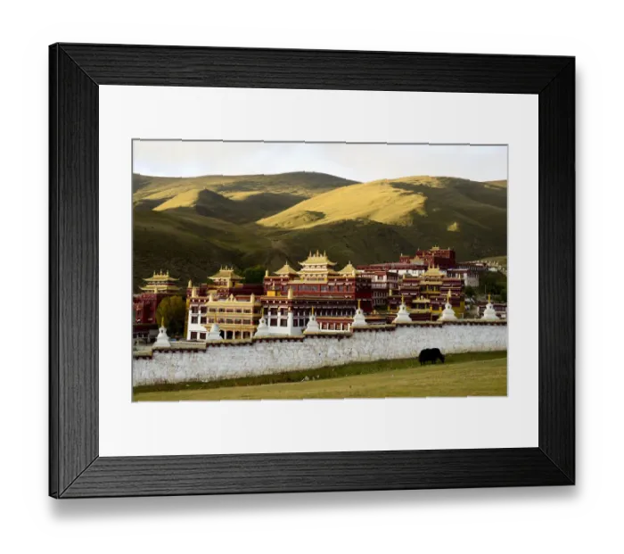 Framed Print : Yak (Bos grunniens) grazing beside wall of Ganden Thubchen Choekhorling Monastery Framed Print : Yak (Bos grunniens) grazing beside wall of Ganden Thubchen Choekhorling Monastery