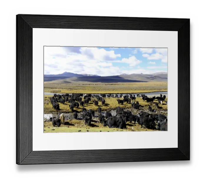 Framed Print : Yak (Bos grunniens) herd on plain beside river, mountains in background Framed Print : Yak (Bos grunniens) herd on plain beside river, mountains in background