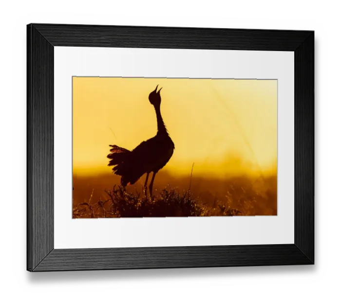 Framed Print : Black-bellied bustard (Lissotis melanogaster) male calling at sunrise