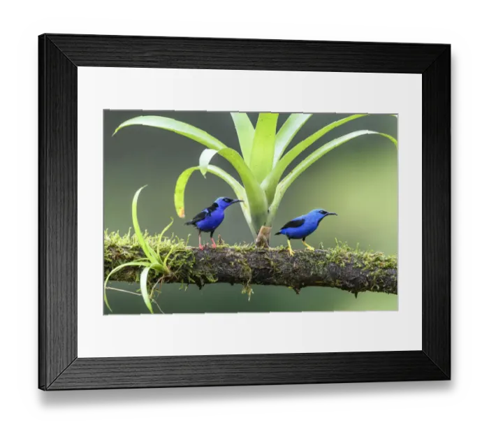 Framed Print : Shining honeycreeper (Cyanerpes lucidus) male and Red-legged honeycreeper