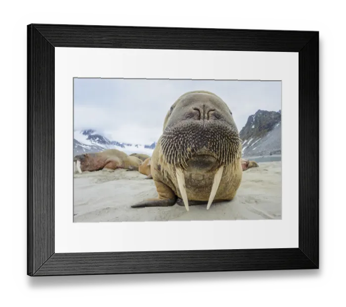 Framed Print : Walrus (Odobenus rosmarus) amongst group hauled out on shore. Spitsbergen, Svalbard, Norway. July Framed Print : Walrus (Odobenus rosmarus) amongst group hauled out on shore. Spitsbergen, Svalbard, Norway. July