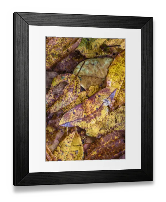 Framed Print : Silk moth (Copaxa sp) camouflaged against leaf litter on rainforest floor Framed Print : Silk moth (Copaxa sp) camouflaged against leaf litter on rainforest floor
