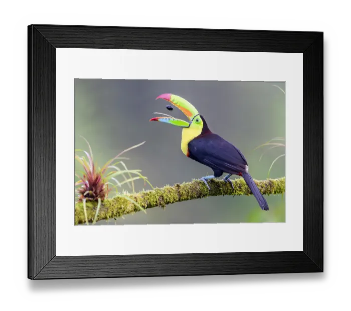 Framed Print : Keel-billed toucan (Ramphastos sulfuratus) feeding, tossing fruit seed in beak Framed Print : Keel-billed toucan (Ramphastos sulfuratus) feeding, tossing fruit seed in beak