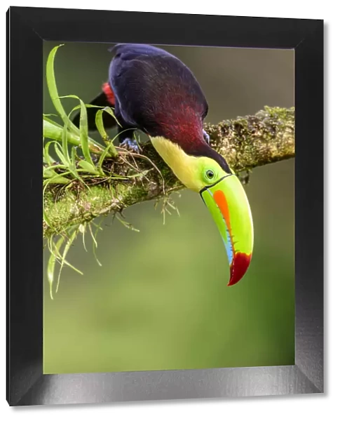 Keel-billed toucan (Ramphastos sulfuratus) looking downwards, perched on branch