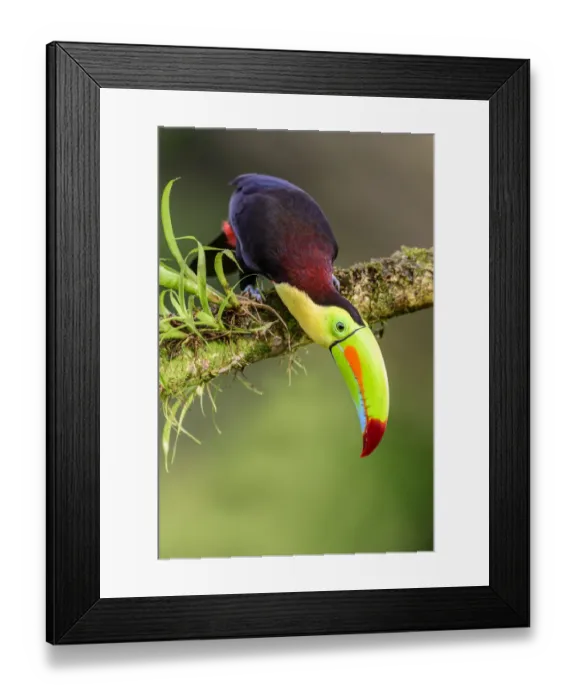 Framed Print : Keel-billed toucan (Ramphastos sulfuratus) looking downwards, perched on branch Framed Print : Keel-billed toucan (Ramphastos sulfuratus) looking downwards, perched on branch