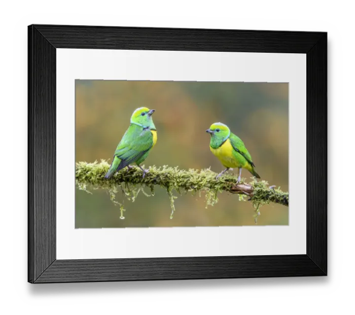 Framed Print : Golden-browed chlorophonia (Chlorophonia callophrys), two males perched on moss covered Framed Print : Golden-browed chlorophonia (Chlorophonia callophrys), two males perched on moss covered