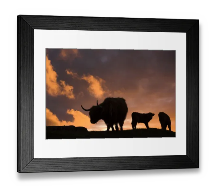 Framed Print : Highland cows, three silhouetted at dusk. Glengorm Estate, Isle of Mull, Scotland, UK Framed Print : Highland cows, three silhouetted at dusk. Glengorm Estate, Isle of Mull, Scotland, UK